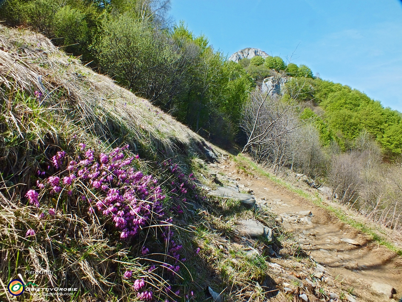 27 Erica in primo piano, Corno Occ. là in alto.JPG